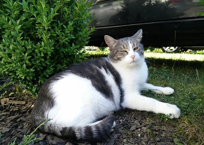 アパート Henigman *